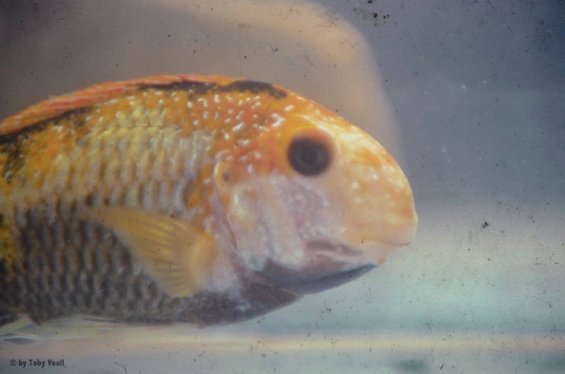 Tropheus moorii 'Kalambo Lodge' Kushangaza